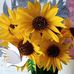Lynne McKenna - Facebook