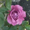 Lynn Merrick208 - @lynnmerrick2 - TikTok