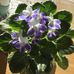 Lynne Milner - Facebook