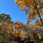 Lynne Neff - @lynneneff - Instagram