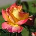 Lynne Olsen - Facebook