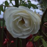 Lynne Owen - @lynne.own - Instagram
