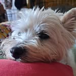 Lynne Owen - @lynneowen8 - Instagram