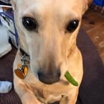 Lynne Parker - Facebook