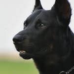 Lynne Porter - @katahdinvalleybeaucerons - Instagram