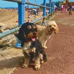 Lynne Prescott - Facebook