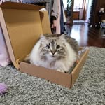 Lynne M Quick - @ekaterinasiberian - Instagram