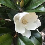 Lynne Hicks Sapp - @lynnehickssapp - Instagram