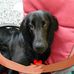 Lynne Shaw - Facebook