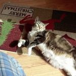 Lynne Sheets - @lynnesheets - Instagram