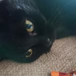 lynne shepherd - @lynneshepherd70 - Instagram