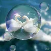 Lynn Steffens  - @lynndinamausi123 - TikTok