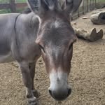 Lynne Steffens - @ldsteffens - Instagram