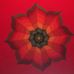 Lynne Templeton - Facebook