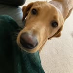 Lynne Templeton - @lynnecardie - Instagram