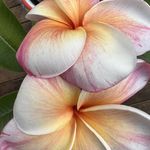 Lynne Tyson - @lynnetyson1 - Instagram