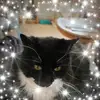 lynnewarren2 - @lynnewarren2 - TikTok