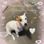 Lynne Webb - @kookies_dog_grooming - Instagram