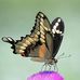 Lynne Webb - Facebook