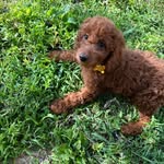 Lynne Barton Westerman - @lynnewesterman - Instagram