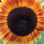 Lynne Crabtree Whiting - @lynne.c.whiting - Instagram