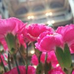 Lynnea Johnson - @livingfortheworldphotos - Instagram