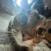 Lynnea Johnson - @neacbloopy - TikTok