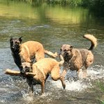 Lynnette Butler - @thebutlersmenagerie - Instagram