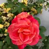 Lynette Christensen - @lynette.christens6 - TikTok
