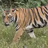 lynnette_cox33 - @lynnette_cox33 - TikTok