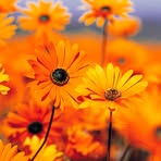 Lynnette Fields - Facebook