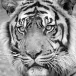 Lynnette Harrison - @tigermum11 - Instagram