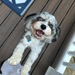 Lynette Porter Bertman - @va3boyz - Instagram