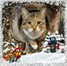 Lynnette Ray - Facebook