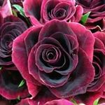 Lynnette Turner Chapman - @lynnetteturnerchapman - Instagram