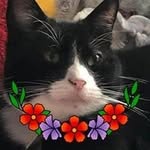 Lynsey Webb - @lynscats_crazy - Instagram