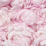 Laura Jenna Gibbs - Facebook