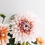 Little Flower Shop - @lyrasmith.co - Instagram