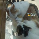 M.dehghan - @m.dehghan.hami - Instagram