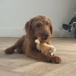 Mabel the Low Ash Primary Therapy Dog - @lowash_primary_therapydog - Instagram