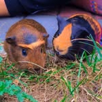Mable&Ash Abraham - @mabelash_abraham - Instagram