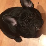 Mabel Austin - @mabelpiggy - Instagram