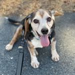 Mabel Austin - @meatballs4mabel - Instagram