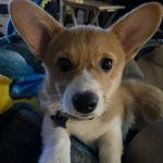 @mabel.bacon.the.corgi - Instagram