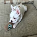 Mabel Bacon - @maybeitsmabelthefrenchie - Instagram