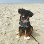 Mabel Bacon - @mabel.bacon.mini - Instagram
