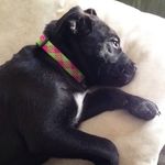 mabel bacon 🥓 - @mabellina_the_magnificent - Instagram