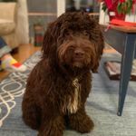 Mabel Bacon Anderson - @mabel_the_muppet - Instagram