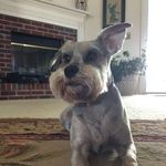 Mabel Bacon Bodkin - @mabel_bacon - Instagram