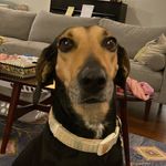 Mabel - @mabel_the_bacon - Instagram